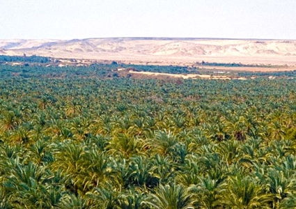 Bahariyia oasis