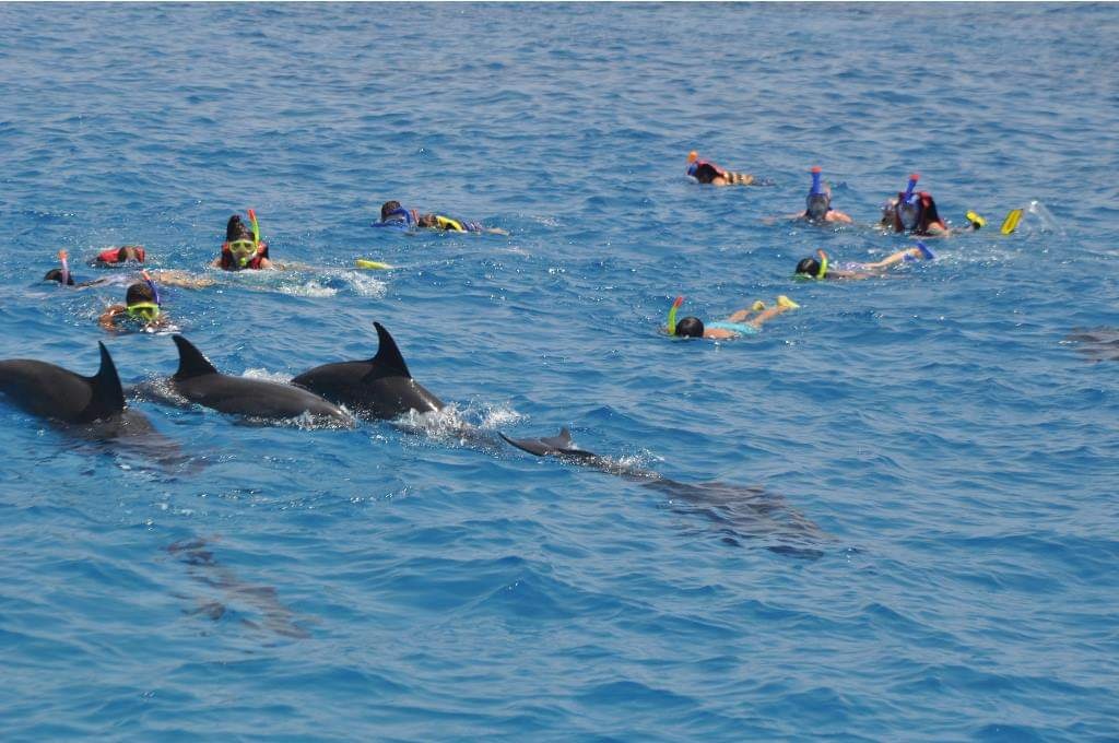 3-Dolphin house in Hurghada