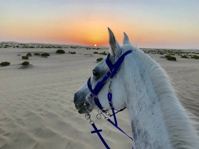 Horse riding in Sharm El Sheikh