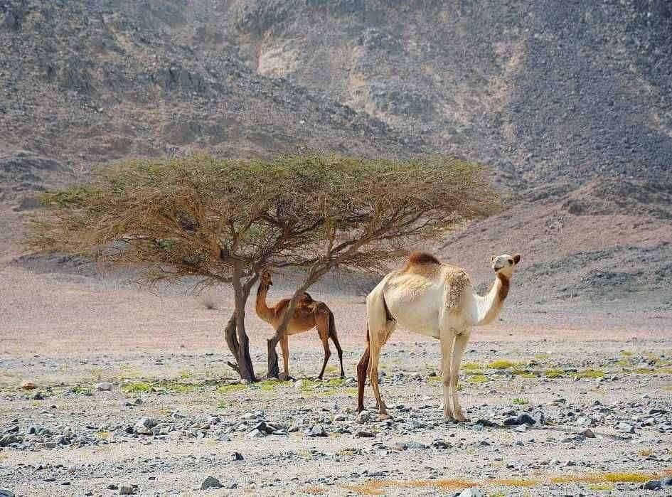 Wadi El Gemal Excursions in Marsa Alam