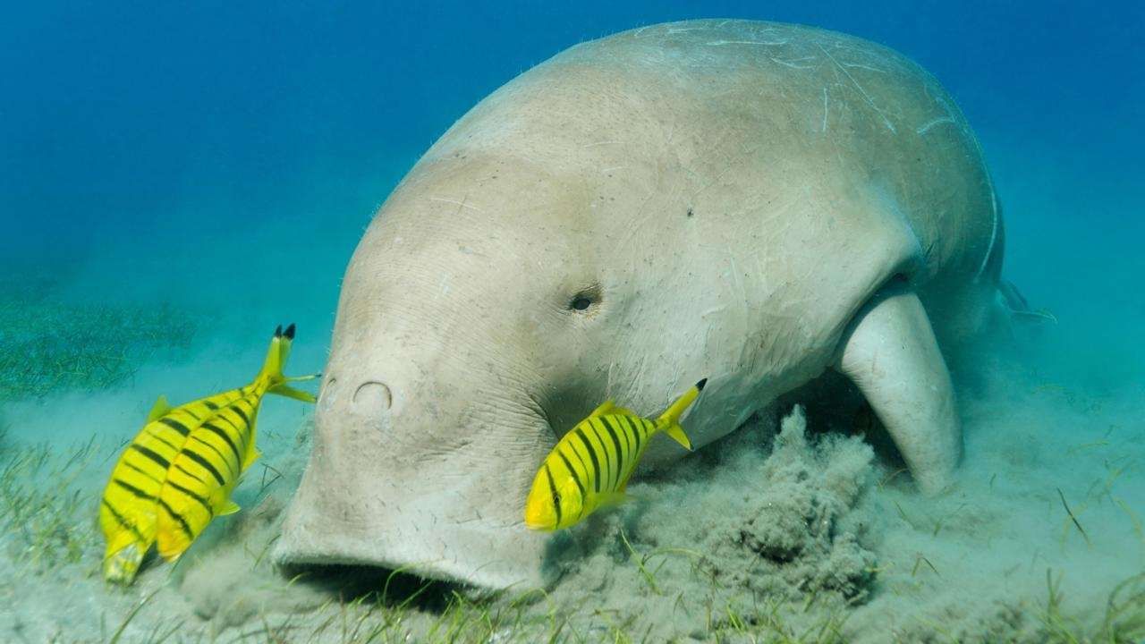 abu dabbab dugong bay Portghalib tours