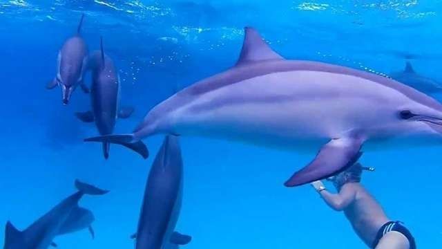 Snorkeling Escursione alla casa dei delfini di sataya reefs