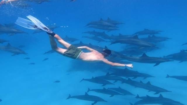 viaggio di snorkeling alla casa dei delfini da Hurghada