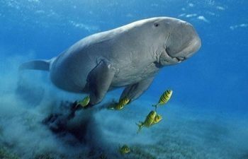tour di abu dabbab dugong bay marsa alam