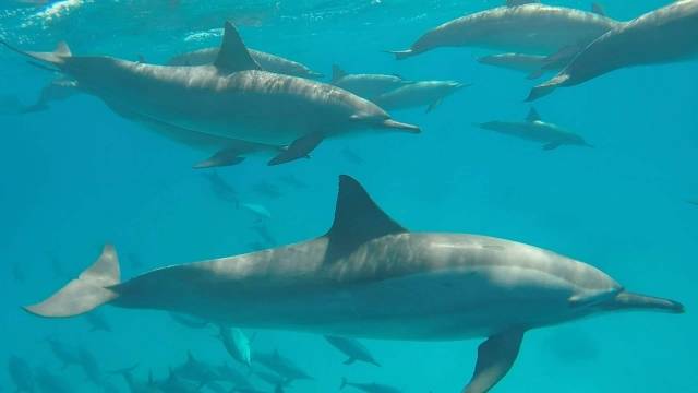 Dolfijnenhuis snorkeling excursie vanuit Makadi