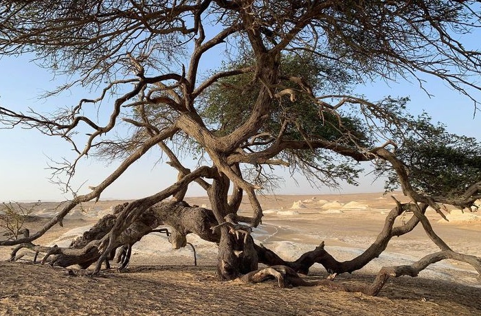 Egypte woestijn Safari Tours