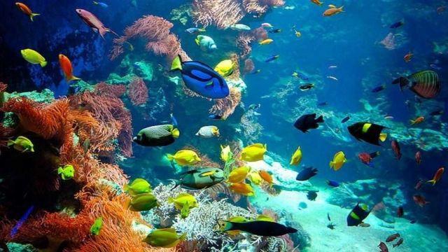 Utopia eiland Snorkeltours in Hurghada