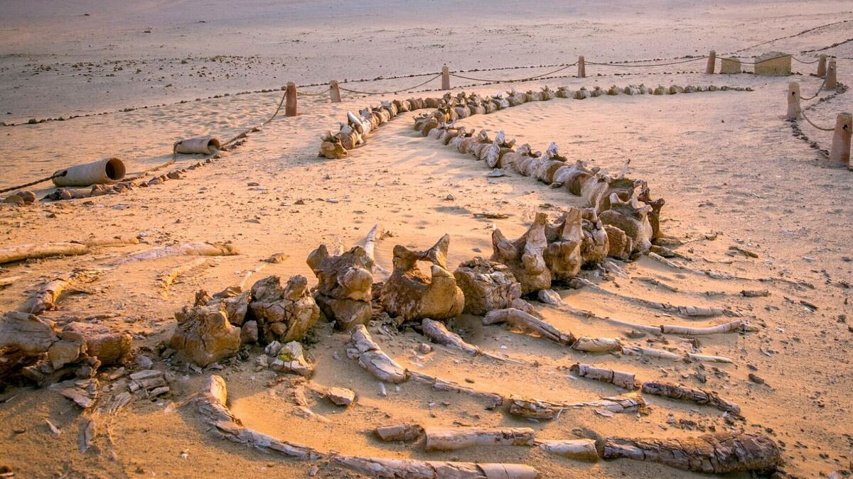 3 daagse trip naar de Fayoum oase vanuit Caïro