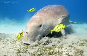 Abu dabbab dugong baai Snorkeling vanuit  El Gouna