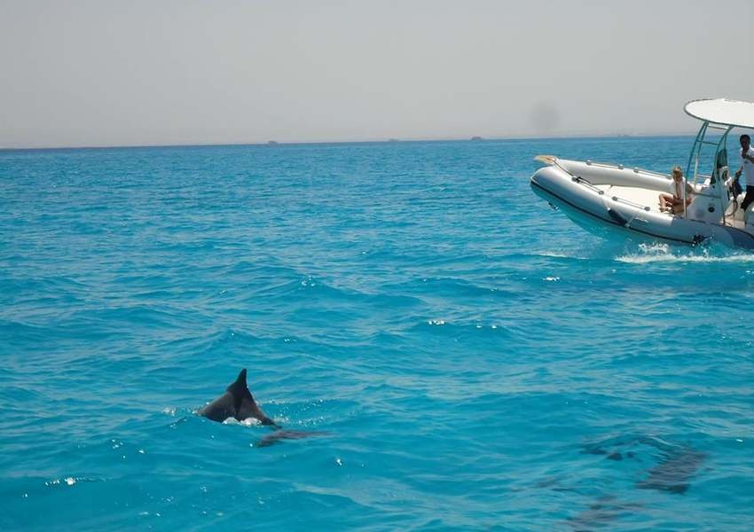 Prive speedboottocht naar dolfijnenhuis vanuit Hurghada