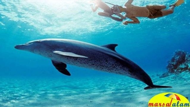 Snorkeltrip bij Satayh dolfijnen huis Vanuit Portghalib
