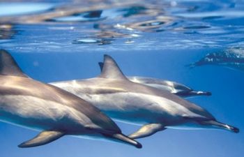 Snorkeltrip bij Satayh Dolphin Reef