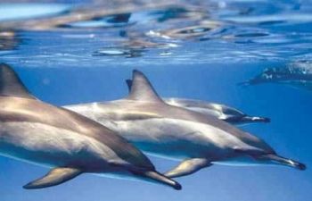 Snorkeltrip bij Satayh dolfijnen huis Vanuit Portghalib