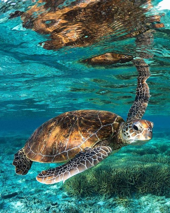 Nocny snorkeling Wycieczka na rafę delfinów Sataya z Marsa Alam