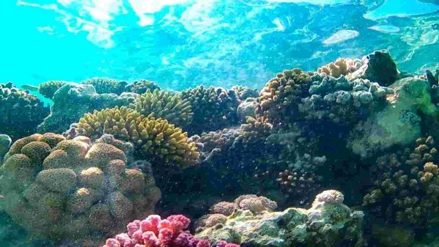 Excursie de snorkeling la casa delfinilor din Hurghada